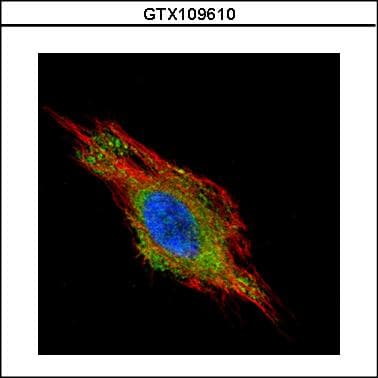 CHMP2B Antibody