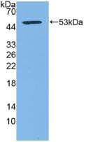 CD83 Antibody (aa24-205)