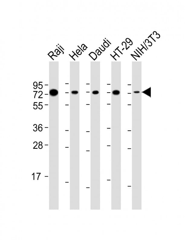 KHDRBS1 / SAM68 Antibody (aa259-291)