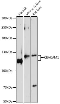 CD66a / CEACAM1 Antibody