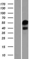 ATXN7L3 Protein (Over-Expression Lysate Myc-DDK (Flag))
