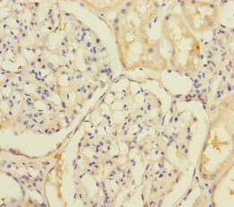 SLC39A7 / ZIP7 Antibody