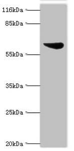 ASH2L / ASH2 Antibody (aa1-534)