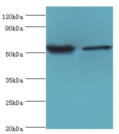 NRF1 / NRF-1 Antibody (aa1-300)