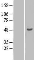 TEX9 Protein (Over-Expression Lysate Myc-DDK (Flag))