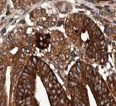 COX19 Antibody