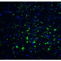 IHC-plus™ CDNF / ARMETL1 Antibody