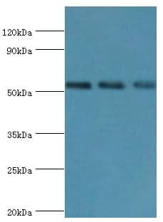 TAB1 Antibody (aa205-504)