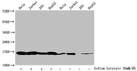 HIST1H3A Antibody