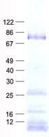 Human DDX18 Protein (Recombinant His, N-Terminal)
