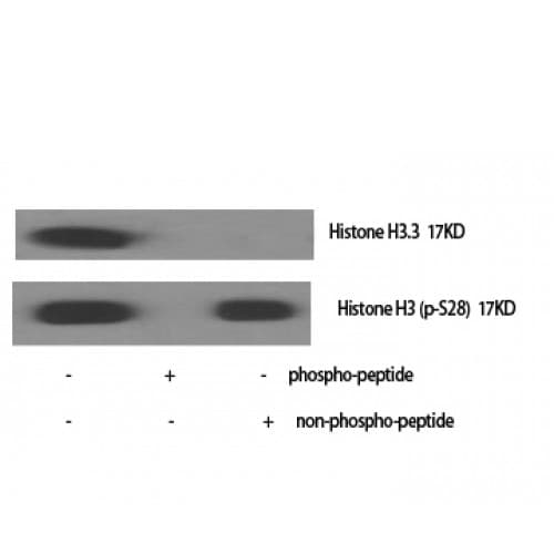 Histone H3 Antibody (10-90 aa)