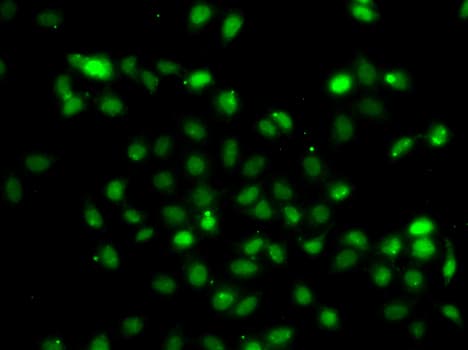 BCL6 Antibody