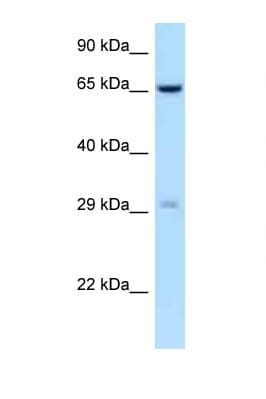 OSCAR Antibody (C-Terminus)
