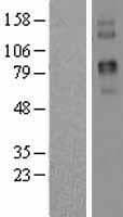 TPC2 / TPCN2 Protein (Over-Expression Lysate Myc-DDK (Flag))