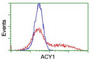 ACY1 / Aminoacylase 1 Antibody (clone OTI2D3)