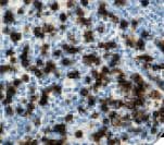 CD8 Antibody (clone C8/144B)