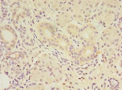 FAM174A Antibody