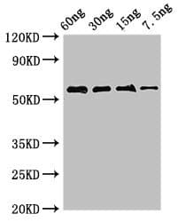 ADK / Adenosine Kinase Antibody