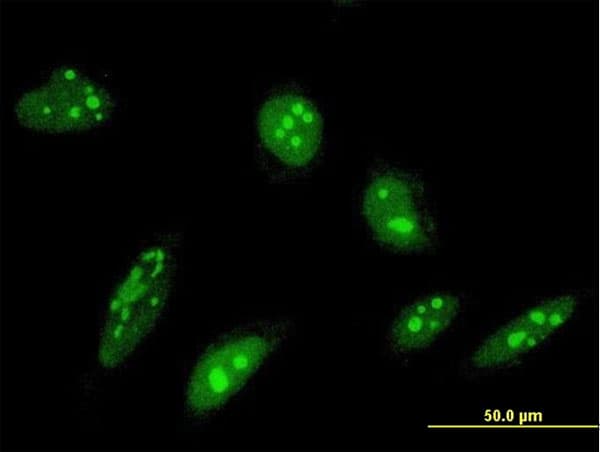 Monoclonal Mouse anti-Human ORC4L / ORC4 Antibody (clone 2A8, IF)