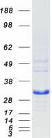 Human BCL2L1 / BCL-XL Protein (Recombinant Myc-DDK (Flag))
