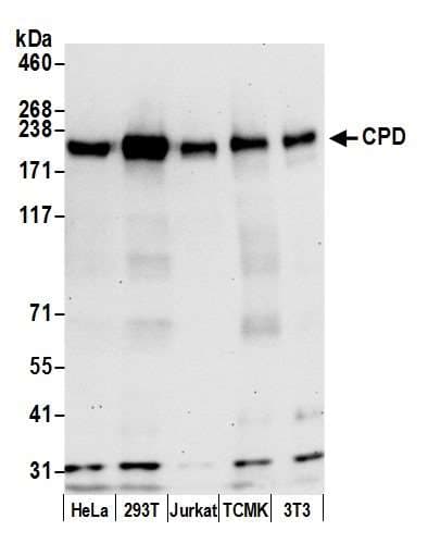 CPD Antibody (aa1330-1380)