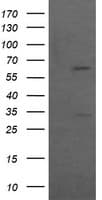 CCT8L2 Antibody (clone OTI2F1)