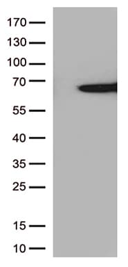 SAG / Arrestin Antibody (clone OTI7A12)