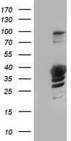 GAS7 Antibody (clone OTI9H6, Carrier-free)