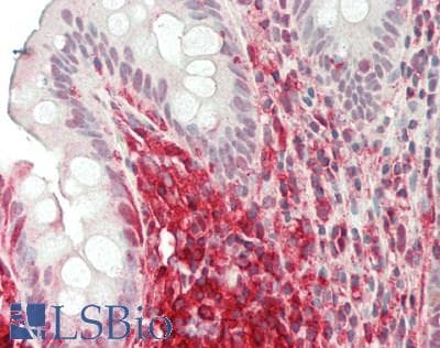 IHC-plus™ PPIA / Cyclophilin A Antibody