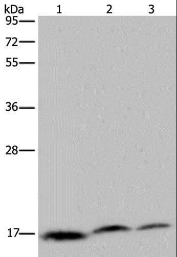 C6orf66 Antibody