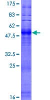 Human OR3A3 Protein (Recombinant GST)