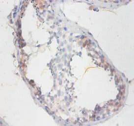 SMCP Antibody