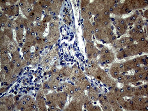 ATG16L1 / ATG16L Antibody (aa1-277, clone OTI5A2)