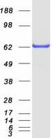 Human WDR1 Protein (Recombinant Myc-DDK (Flag))