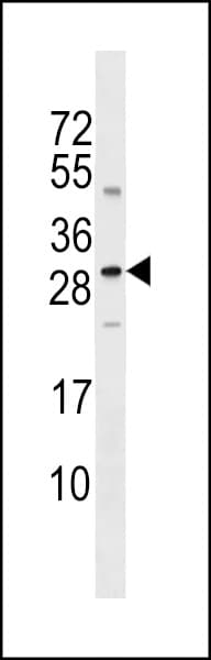 Polyclonal Rabbit anti-Human SOST / Sclerostin Antibody (aa38-66, WB)