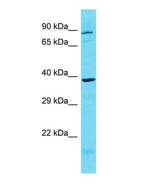 KCTD1 Antibody (C-Terminus)