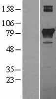 PCCA Protein (Over-Expression Lysate Myc-DDK (Flag))