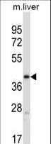 PDK3 Antibody (aa387-414)