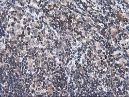 HMOX2 / Heme Oxygenase 2 Antibody (clone OTI1D10, Carrier-free)