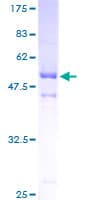 Human ASB9 Protein (Recombinant GST)