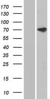 ANKS3 Protein (Over-Expression Lysate Myc-DDK (Flag))