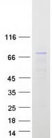 Human NXPE3 / FAM55C Protein (Recombinant Myc-DDK (Flag))