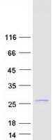 Human TMEM109 Protein (Recombinant Myc-DDK (Flag))