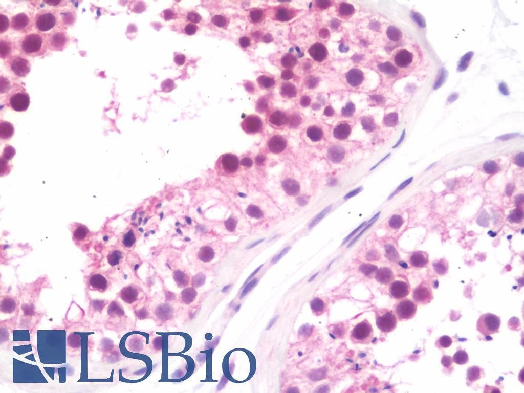 IHC-plus™ NEK7 Antibody (aa1-30)
