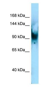 Polyclonal Rabbit anti-Mouse SENP6 Antibody (aa788-837, WB)