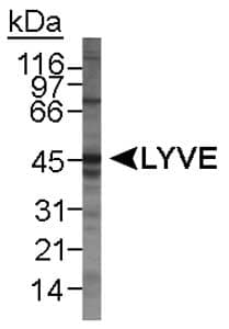 LYVE1 Antibody (C-Terminus, Biotin)