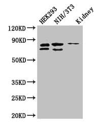 NUP85 / Pericentrin 1 Antibody