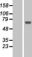 IFIT5 Protein (Over-Expression Lysate Myc-DDK (Flag))