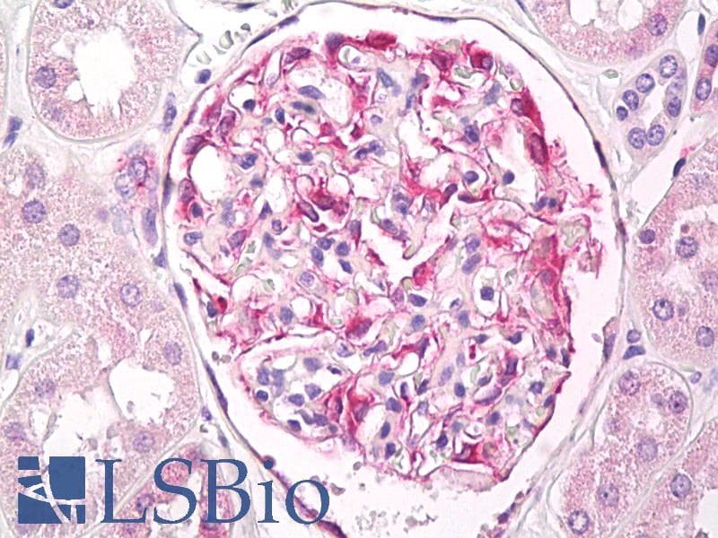 IHC-plus™ Beta Tubulin Antibody (aa417-435)