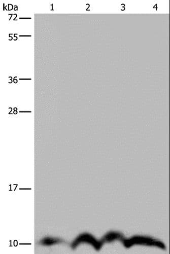 NDUFA4 Antibody